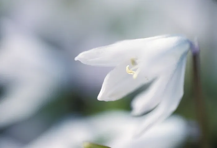 Gerahmter Druck : Scilla alba in Blüte. Gerahmter Druck : Scilla alba in Blüte.