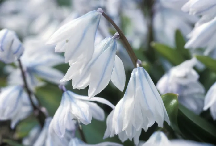 Gerahmter Druck : Schilfrose in Blüte