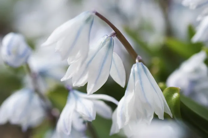 Gerahmter Druck : Schneeglockenblumen (Scilla alba) in Blüte Gerahmter Druck : Schneeglockenblumen (Scilla alba) in Blüte