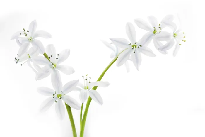 Gerahmter Druck : Scilla, Nahansicht, geknipst. Gerahmter Druck : Scilla, Nahansicht, geknipst.