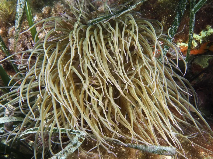 Gerahmter Druck : Eine Meeranemone mit langen Tentakeln. Gerahmter Druck : Eine Meeranemone mit langen Tentakeln.