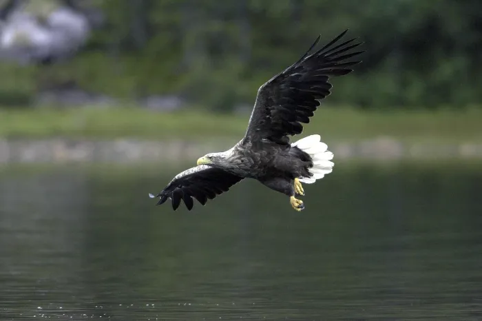 Gerahmter Druck : Der Seeadler, Weißschwanzadler Gerahmter Druck : Der Seeadler, Weißschwanzadler
