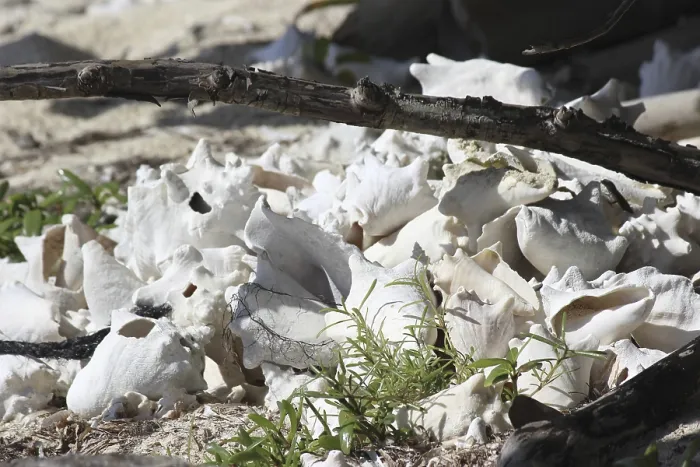 Gerahmter Druck : Leere Meereschalen, Muscheln oder Schalen von einem Tier an der Küste Gerahmter Druck : Leere Meereschalen, Muscheln oder Schalen von einem Tier an der Küste