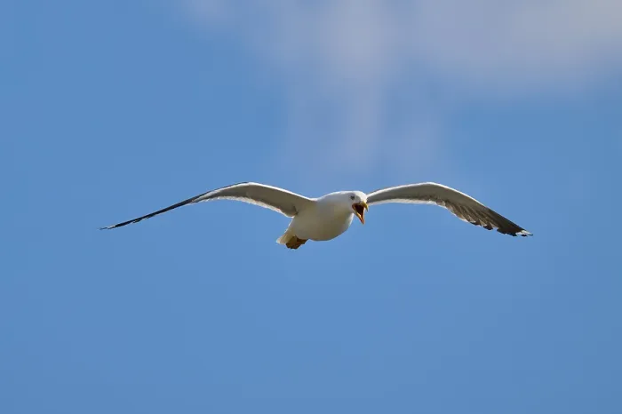 Gerahmter Druck : Seeadler in Flug gegen einen blauen Himmel. Gerahmter Druck : Seeadler in Flug gegen einen blauen Himmel.