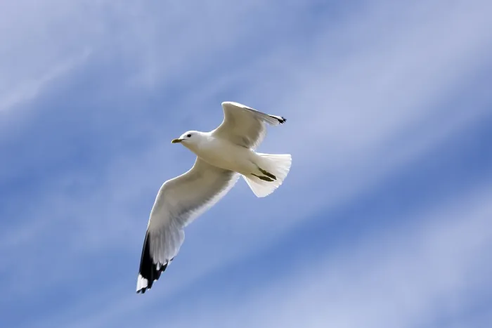 Gerahmter Druck : Seeadler in der Luft Gerahmter Druck : Seeadler in der Luft