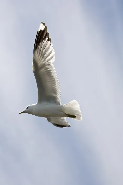 Gerahmter Druck : Seeschwalbe im Flug Gerahmter Druck : Seeschwalbe im Flug