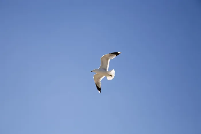 Gerahmter Druck : Möwe fliegt. Gerahmter Druck : Möwe fliegt.