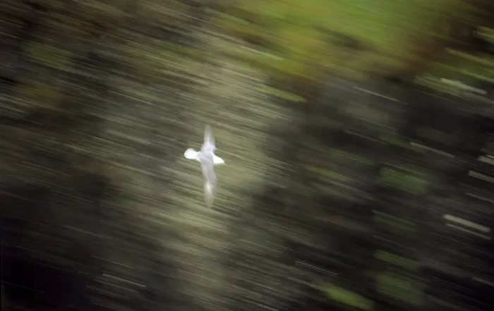 Gerahmter Druck : Möwe fliegt. Gerahmter Druck : Möwe fliegt.