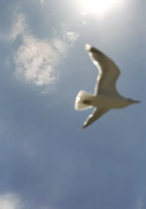 Gerahmter Druck : Seeadler fliegt. Gerahmter Druck : Seeadler fliegt.
