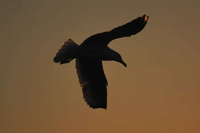 Gerahmter Druck : Ein Möwe schwebt elegant über dem Himmel. Gerahmter Druck : Ein Möwe schwebt elegant über dem Himmel.