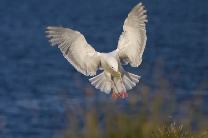 Gerahmter Druck : Seeadler landet. Gerahmter Druck : Seeadler landet.