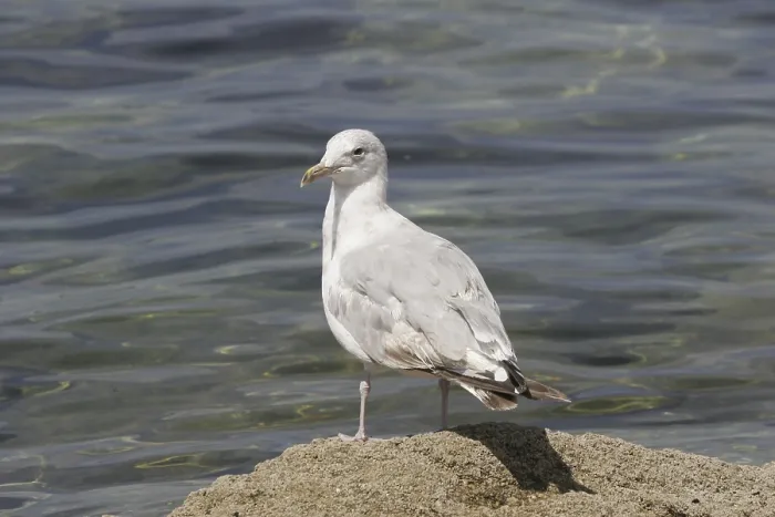 Gerahmter Druck : Möwe, Larus Gerahmter Druck : Möwe, Larus