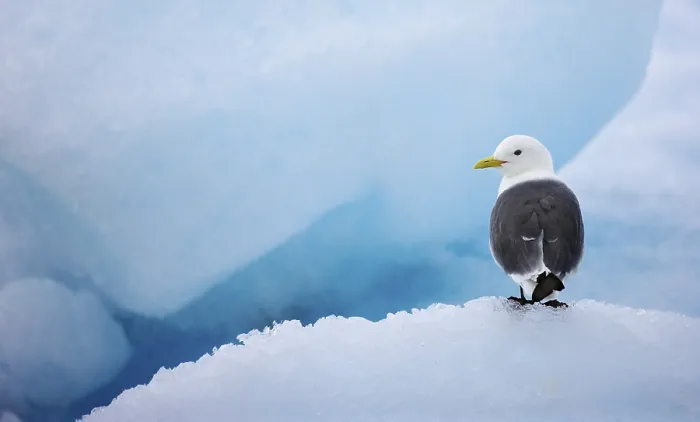 Gerahmter Druck : Möwe in Spitzbergen Gerahmter Druck : Möwe in Spitzbergen