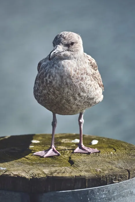 Gerahmter Druck : Möwe steht auf Pfahl am Hafen. Gerahmter Druck : Möwe steht auf Pfahl am Hafen.