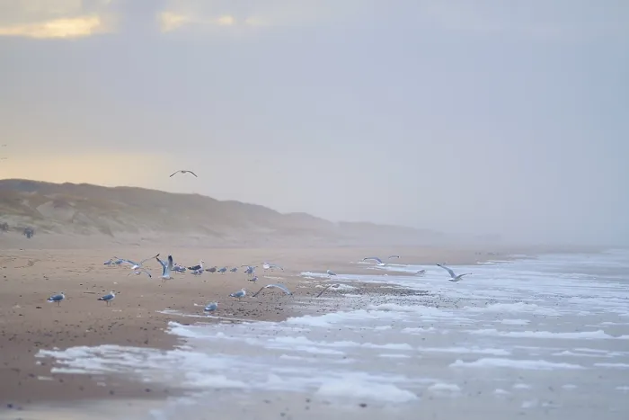 Gerahmter Druck : Möwen am Strand in Dänemark. Gerahmter Druck : Möwen am Strand in Dänemark.