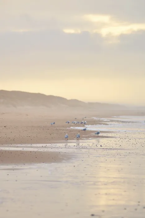 Gerahmter Druck : Möwen gehen auf einem Strand. Gerahmter Druck : Möwen gehen auf einem Strand.