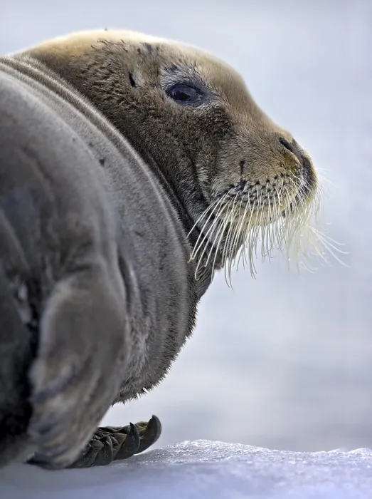 Gerahmter Druck : Seal auf Eis Gerahmter Druck : Seal auf Eis
