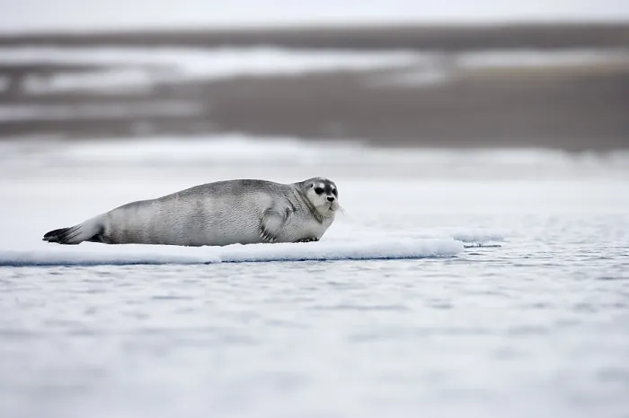 Gerahmter Druck : Eisbär auf dem Eis Gerahmter Druck : Eisbär auf dem Eis