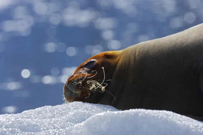 Gerahmter Druck : Eisbär auf dem Eis Gerahmter Druck : Eisbär auf dem Eis