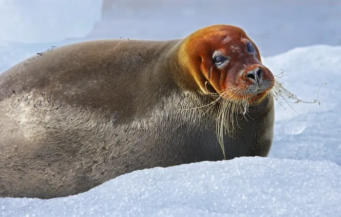 Gerahmter Druck : Walross in Svalbard Gerahmter Druck : Walross in Svalbard