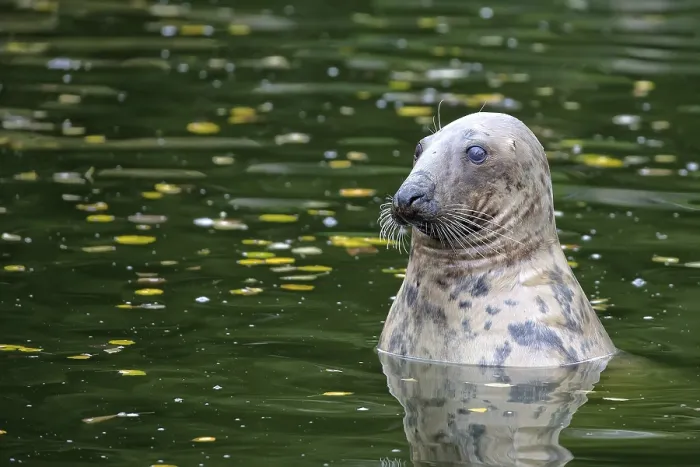 Gerahmter Druck : Delfin im Wasser Gerahmter Druck : Delfin im Wasser