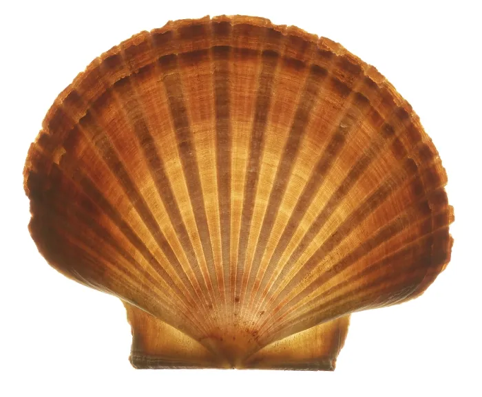 Gerahmter Druck : Seashell Gerahmter Druck : Seashell