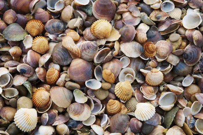 Gerahmter Druck : Meeresschalen und Kieselsteine. Gerahmter Druck : Meeresschalen und Kieselsteine.