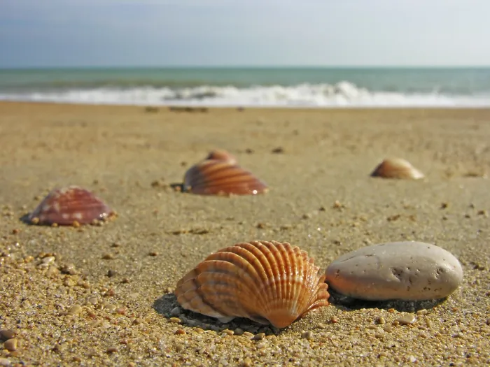 Gerahmter Druck : Meeresmuscheln im Sand Gerahmter Druck : Meeresmuscheln im Sand