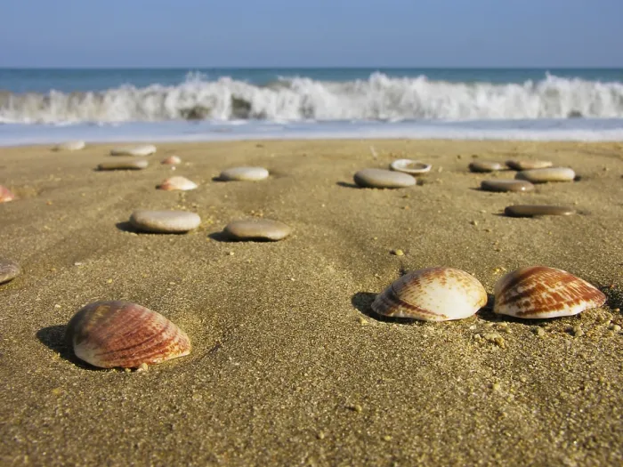 Gerahmter Druck : Meeresschalen im Sand. Gerahmter Druck : Meeresschalen im Sand.