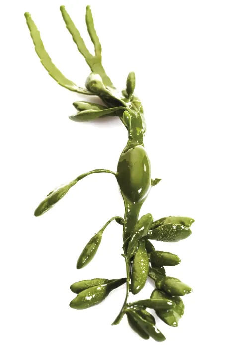 Gerahmter Druck : Seaweed Gerahmter Druck : Seaweed