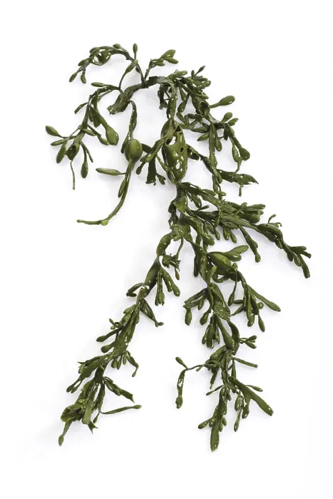 Gerahmter Druck : Seaweed Gerahmter Druck : Seaweed