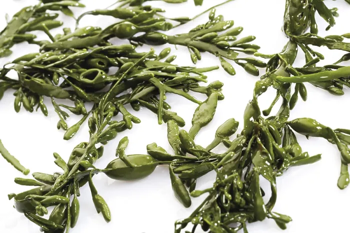 Gerahmter Druck : Seaweed Gerahmter Druck : Seaweed