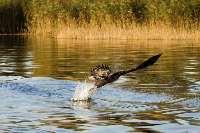 Gerahmter Druck : Seeadler Gerahmter Druck : Seeadler