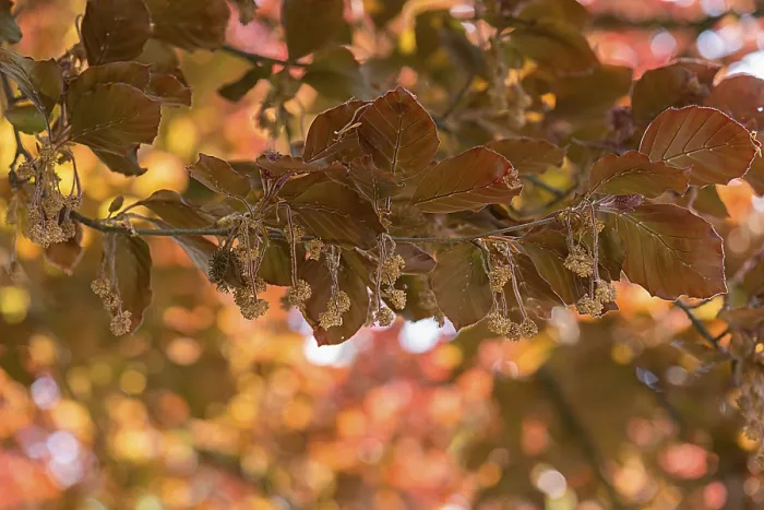 Gerahmter Druck : Saat eines Kupferbeches (Fagus sylvatica) Gerahmter Druck : Saat eines Kupferbeches (Fagus sylvatica)