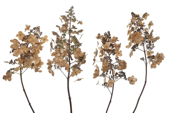 Gerahmter Druck : Saatgutkopf einer Panikelpfefferminze (Hydrangea paniculata) auf weißem Hintergrund. Gerahmter Druck : Saatgutkopf einer Panikelpfefferminze (Hydrangea paniculata) auf weißem Hintergrund.