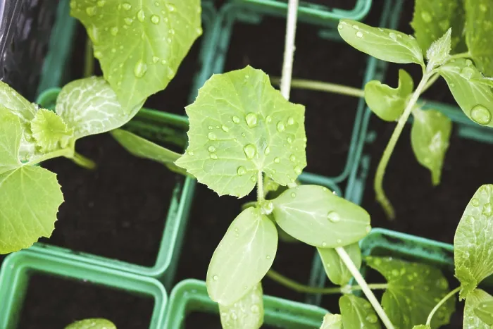 Gerahmter Druck : Keimlinge von biologischen Gemüse in Töpfen. Gerahmter Druck : Keimlinge von biologischen Gemüse in Töpfen.