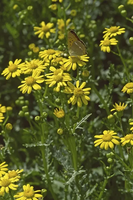 Gerahmter Druck : Senecio rupestris, Senecio squalidus Gerahmter Druck : Senecio rupestris, Senecio squalidus