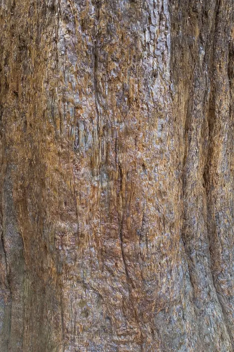 Gerahmter Druck : Sequoioideae-Borke (Sequoioideae), Baumrinde. Gerahmter Druck : Sequoioideae-Borke (Sequoioideae), Baumrinde.