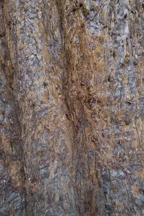 Gerahmter Druck : Sequoioideae-Rinde (Sequoioideae), Baumrinde. Gerahmter Druck : Sequoioideae-Rinde (Sequoioideae), Baumrinde.