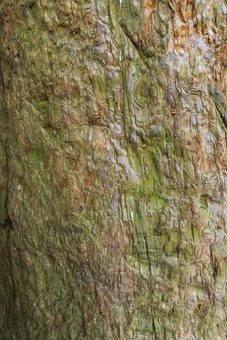 Gerahmter Druck : Sequoioideae-Rinde (Sequoioideae), Baumrinde. Gerahmter Druck : Sequoioideae-Rinde (Sequoioideae), Baumrinde.