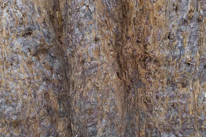 Gerahmter Druck : Sequoioideae - Rinde eines alten Baumes Gerahmter Druck : Sequoioideae - Rinde eines alten Baumes