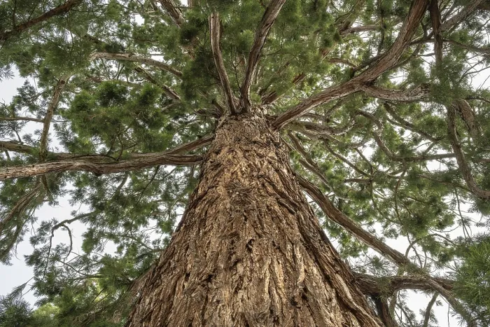 Gerahmter Druck : Sequoia (Sequoiadendron giganteum) Gerahmter Druck : Sequoia (Sequoiadendron giganteum)