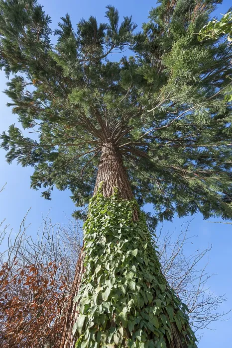Gerahmter Druck : Sequoia (Sequoioideae), Bayern, Deutschland Gerahmter Druck : Sequoia (Sequoioideae), Bayern, Deutschland