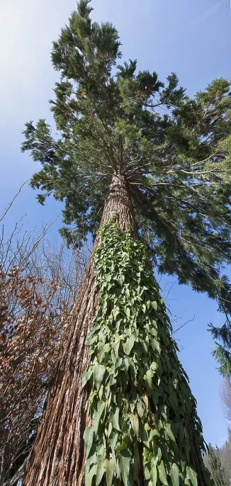 Gerahmter Druck : Sequoioideae (Sequoiaceae), Bayern, Deutschland Gerahmter Druck : Sequoioideae (Sequoiaceae), Bayern, Deutschland
