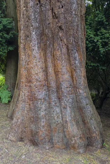 Gerahmter Druck : Sequoia (Sequoioideae), Baumstamm. Gerahmter Druck : Sequoia (Sequoioideae), Baumstamm.