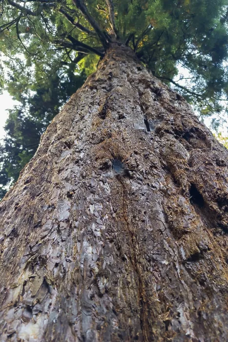 Gerahmter Druck : Sequoia (Sequoioideae), Baumstamm. Gerahmter Druck : Sequoia (Sequoioideae), Baumstamm.