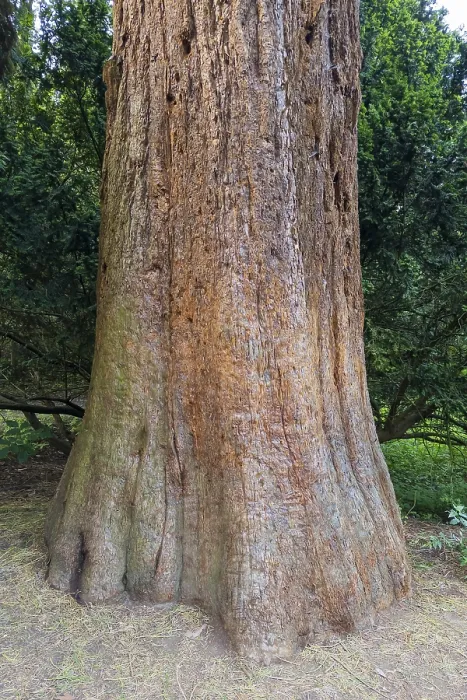 Gerahmter Druck : Sequoia (Sequoioideae), Baumstamm. Gerahmter Druck : Sequoia (Sequoioideae), Baumstamm.