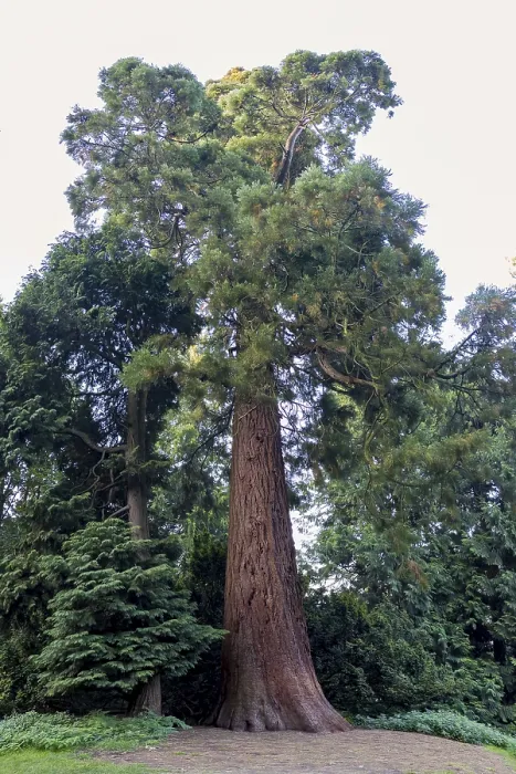 Gerahmter Druck : Sequoia (Sequoioideae), Baumstamm. Gerahmter Druck : Sequoia (Sequoioideae), Baumstamm.