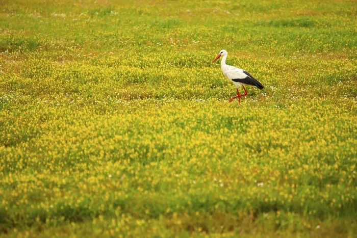Gerahmter Druck : Ein ruhiges Bild, das eine Weissstorch einfängt. Gerahmter Druck : Ein ruhiges Bild, das eine Weissstorch einfängt.