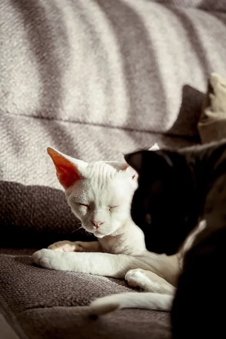 Gerahmter Druck : Ein ruhiges Szenario mit zwei Devon Rex Katzen, die sich im Sonnenlicht auf einem Sofa ausruhen. Gerahmter Druck : Ein ruhiges Szenario mit zwei Devon Rex Katzen, die sich im Sonnenlicht auf einem Sofa ausruhen.